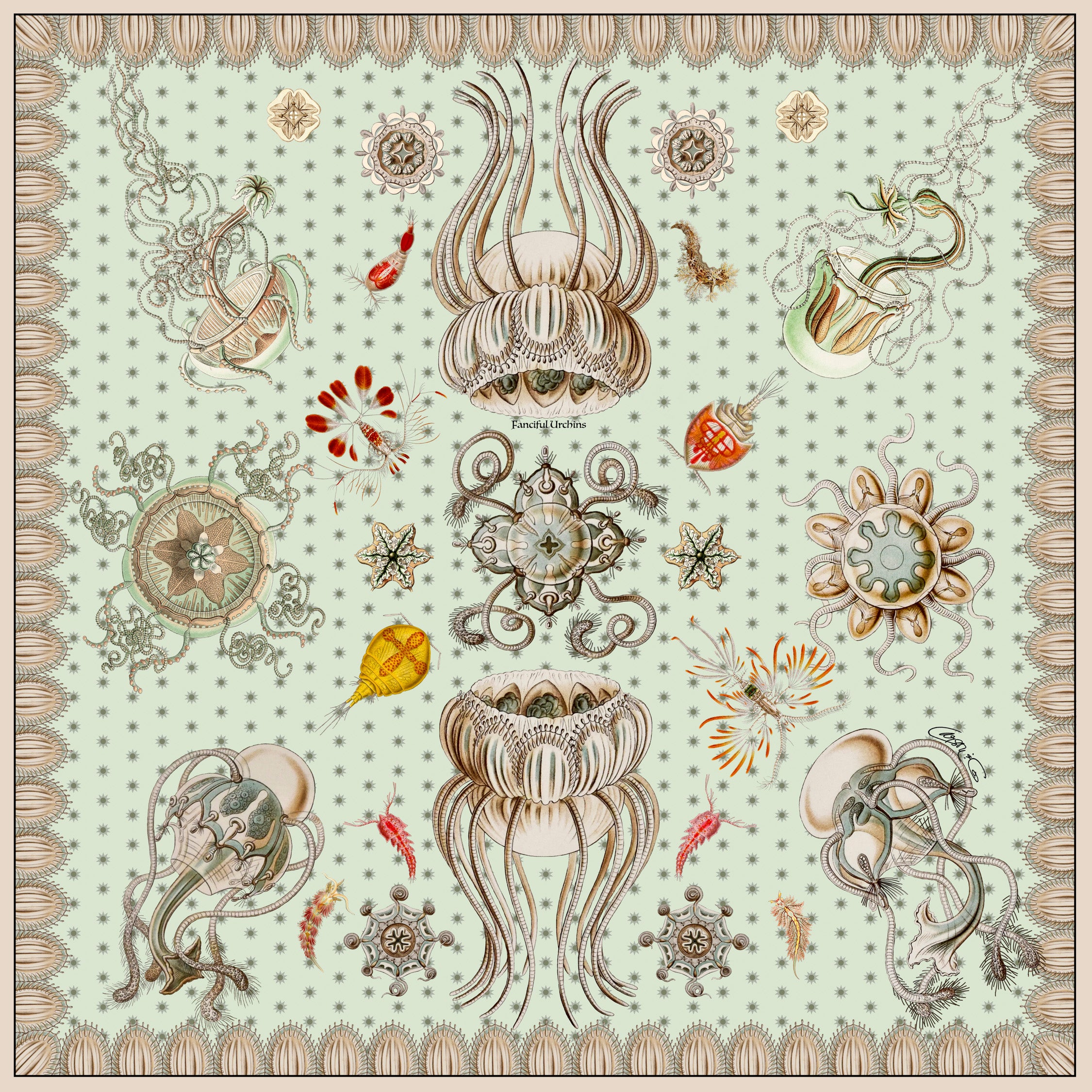Fanciful Urchins